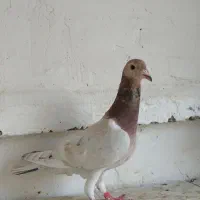 کبوتر نرماده سار|پرنده|گنبد کاووس, |دیوار
