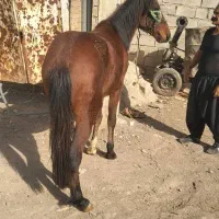 کره اسب|اسب و تجهیزات اسب‌سواری|بروجرد, |دیوار