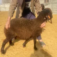 بره نر قوچ همو