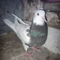 کبوتر طوقی اصل|پرنده|خوی, |دیوار
