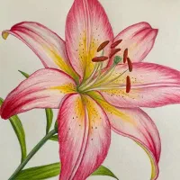 آموزش نقاشی از کودک تا بزرگسال