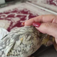 ی پرنده زیبا