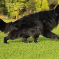 واگذاری سگ ژرمن