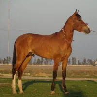 اسب