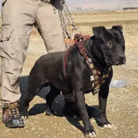 آمریکن پیتبول نر اصیل بره کشش