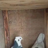 ی جفت طوقی و ی تکی