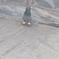 حیوانات|پرنده|مشهد, رده|دیوار