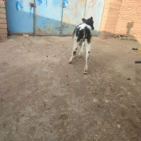 گوساله ماده|حیوانات مزرعه|سلماس, |دیوار