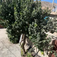 اجاره کوتاه مدت منزل ویلایی پارکینگ دار