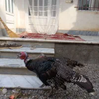 آگهی رو کامل بخونین|حیوانات مزرعه|گنبد کاووس, |دیوار