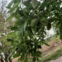 شخم زنی. قزوین(الموت وسایر اطراف حومه)|خدمات باغبانی و درختکاری|محمدیه-قزوین, |دیوار