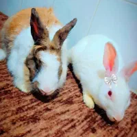 خرگوش نر ماده پشمی چش قرمز