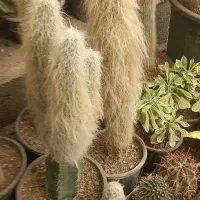 فروش ویژه کاکتوس وساکولنت|گل و گیاه طبیعی|فاضل آباد, |دیوار