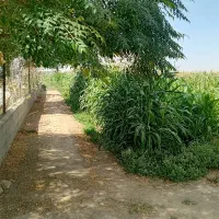 زمین کشاورزی هکتاری(استخر آب ذخیره+۳عدد چاه)|فروش زمین و ملک کلنگی|جوادآباد, |دیوار