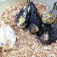 عروس هلندی سرلاکی نرم خور وغیره|پرنده|ارومیه, |دیوار