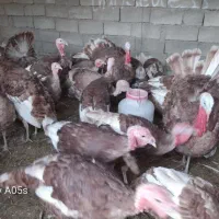 بوقلمون محلی درجه1*