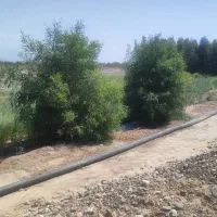 5هکتار زمین کشاورزی مناسب کاشت پیاز و گندم