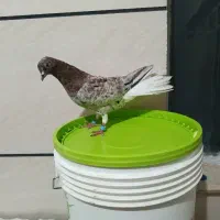 کفتر سرول مایدوم یا دم سفید