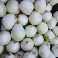 پیاز کله|خوردنی و آشامیدنی|قم, سراجه (۱۵ خرداد)|دیوار