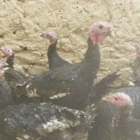 بوقلمون محلی|حیوانات مزرعه|زهک, |دیوار