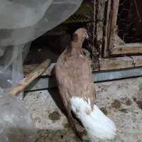 کفتر زرددم سفید