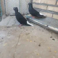 نر و ماده اشعل سیاه با دو عدد جوجه