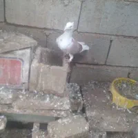 فروش کبوتر