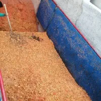 تفاله گوجه فرنگی