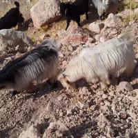 تعداد۴۳بزغاله فروش|حیوانات مزرعه|آبدانان, |دیوار