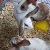 خوکچه هندی فشن و خرگوش نیمچه|موش و خرگوش|نوشهر, |دیوار