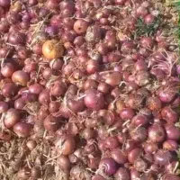 فروش سیب زمینی پیازکلم پیچ‌قرمزسفیدصادراتی|عمده‌فروشی|اقلید, |دیوار