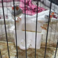 فنچ.|پرنده|تهران, زعفرانیه|دیوار