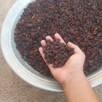 فروش کشمش طبیعی