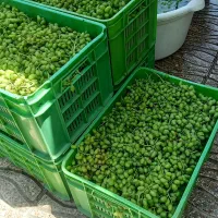 ابگیری غوره لیمو گوجه فرنگی