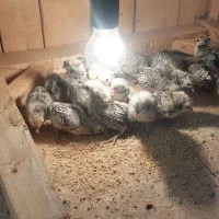 جوجه سبرایت|حیوانات مزرعه|کاشان, شهرک انقلاب|دیوار