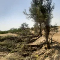 قطع درخت و نخل در سراسر استان|خدمات باغبانی و درختکاری|برازجان, |دیوار