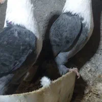 کفتر  جفت کلاغ سبز و جفت سار المانی