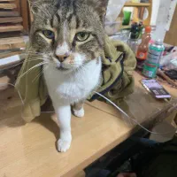 گربه گم شده|حیوانات|رشت, نخودچر|دیوار