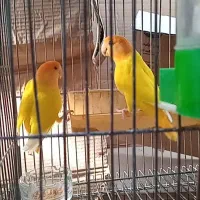 فروش طوطی برزیلی