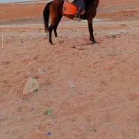 اسب|اسب و تجهیزات اسب‌سواری|قشم, |دیوار