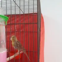 قناری سبز بافق