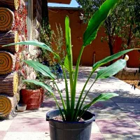 گل نخل مسافر نیکولای یا پرنده بهشتی درخت مسافر|گل و گیاه طبیعی|اصفهان, حسین‌آباد|دیوار