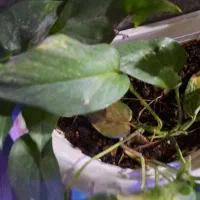 نیروکار (پسر)