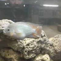 ۲۰ عدد بچه فلاورباکس دونه ای ۱۰ تومن|ماهی|مشهد, گوهرشاد|دیوار