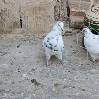 یه جفت دهن جور