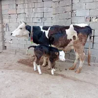 گاو زاییده و حامله