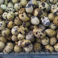 تخم بلدرچین