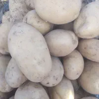 سفارش میوه ،سیب زمینی وپیاز به قیمت میدان تره بار|خوردنی و آشامیدنی|رشت, عینک|دیوار