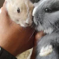 خرگوش خوشگل سیصد|موش و خرگوش|نمین, |دیوار