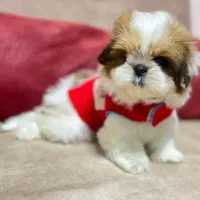 شیتزو فلت اصیل سایز ریز